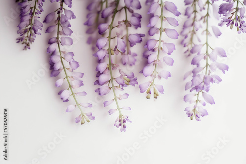 Wisteria Flower Background - Vibrant purple wisteria blooms against a crisp white backdrop - Generative AI technology