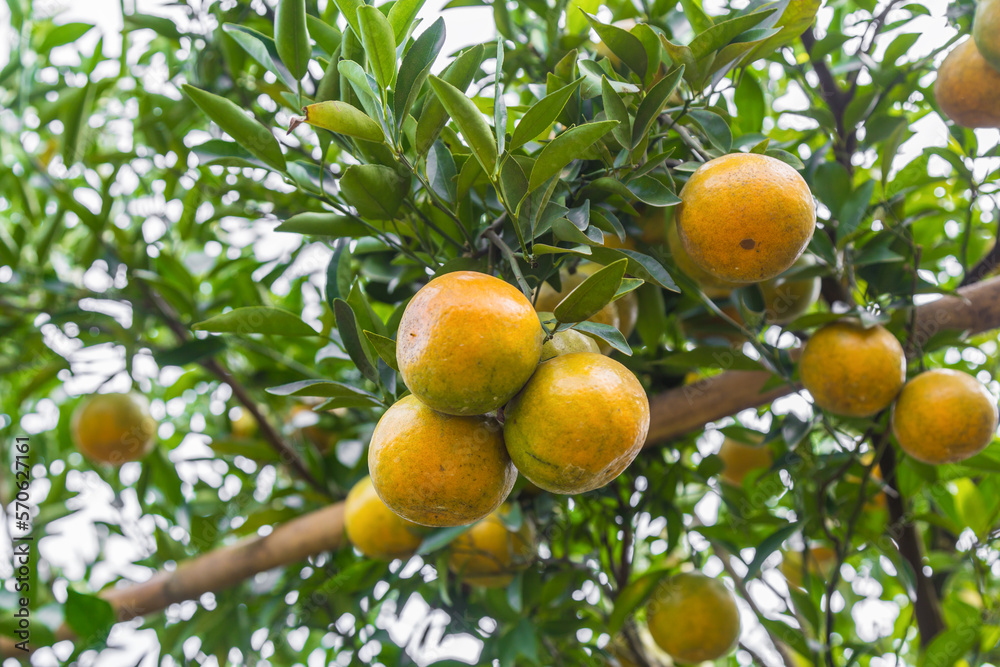 The Oranges growing on tree, North, Thailand. The Oranges growing on tree, North, Thailand.