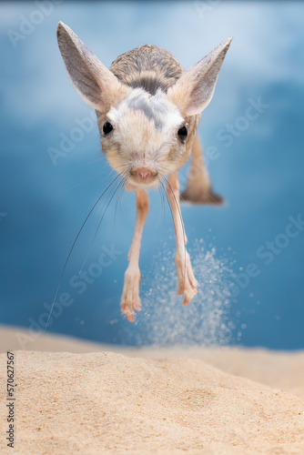 The Long-eared Jerboa (Euchoreutes naso) is jumping on desert sand.