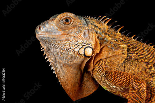 The closeup head of Red Iguana