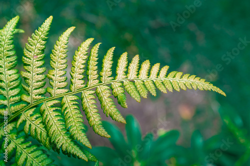 zielony liść paproci w naturze photo