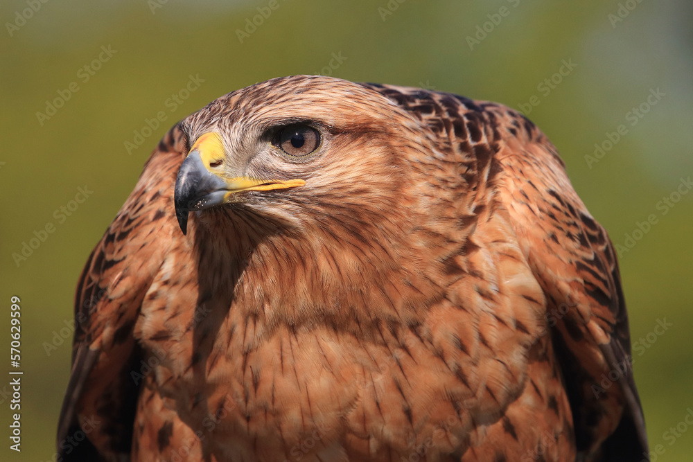 Portrait of a Long-legged Buzzard against a green background
