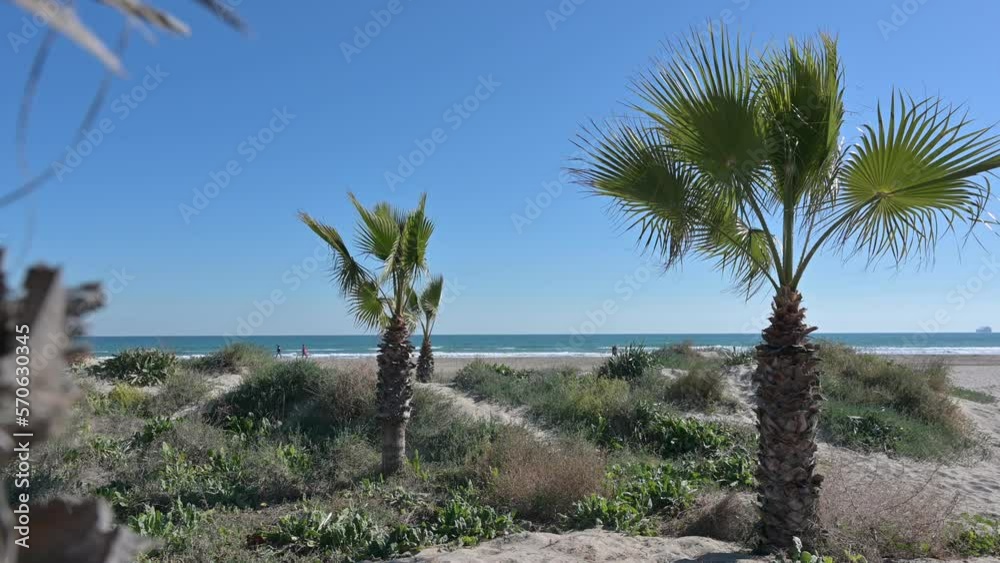 Unedited group of palm trees at Gurugu beach enjoying soft Mediterranean morning breeze, Castellon, Spain 