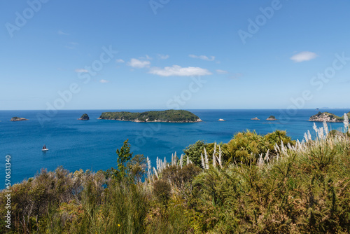 Palm trees and ferns at Coromandel Peninsula island New Zealand