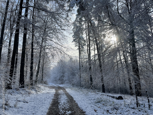 Winter sun rays nature walk - nature photography