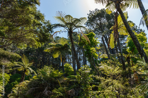 Palm trees and ferns at Coromandel Peninsula island New Zealand