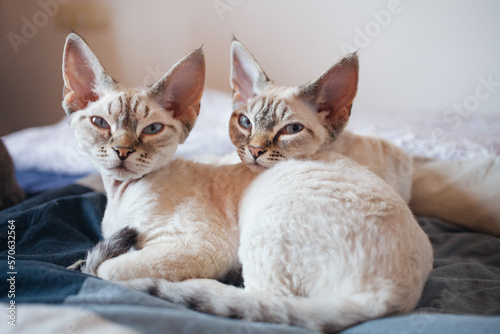 Schilderij op canvas Two adorable Devon Rex kittens snuggle close in bed