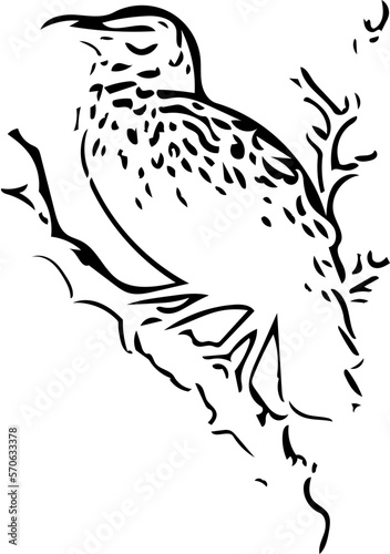 bird in a tree