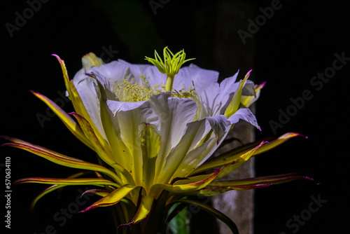 Flor de pitaia - pitaya