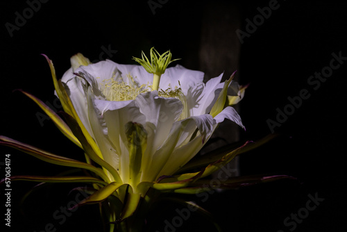 Flor de pitaia - pitaya photo