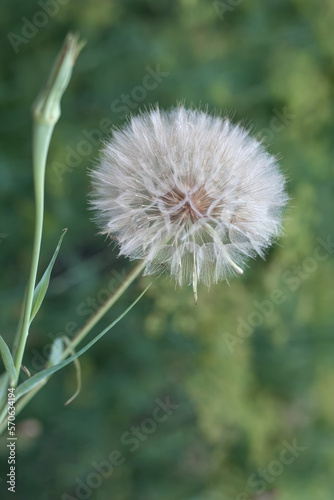 large white dandelion on a green background