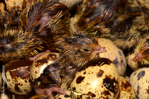Newly hatched quail eggs.  Kharkov, Ukraine