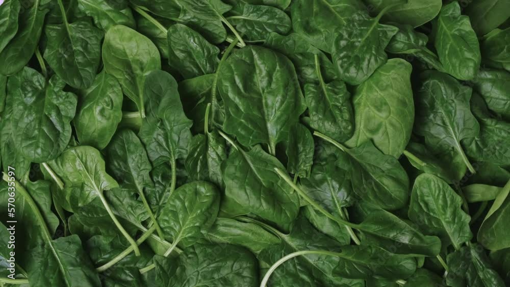 Spinach leaves rotating. Food background. Fresh organic green spinach leaves as background. Concept of healthy food, healthy lifestyle, diet. Close-up, top view rotation, slow motion Spinach leaves rotating. Food background. Fresh organic green spinach leaves as background. Concept of healthy food, healthy lifestyle, diet. Close-up, top view rotation, slow motion