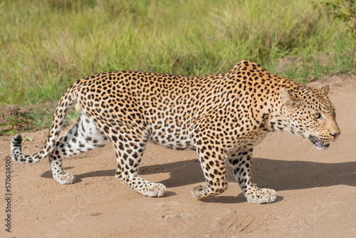 Leopard - Panthera crossing the road. Photo from Kruger National Park in South Africa.