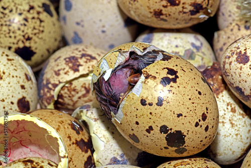 Newly hatched quail eggs.  Kharkov, Ukraine photo