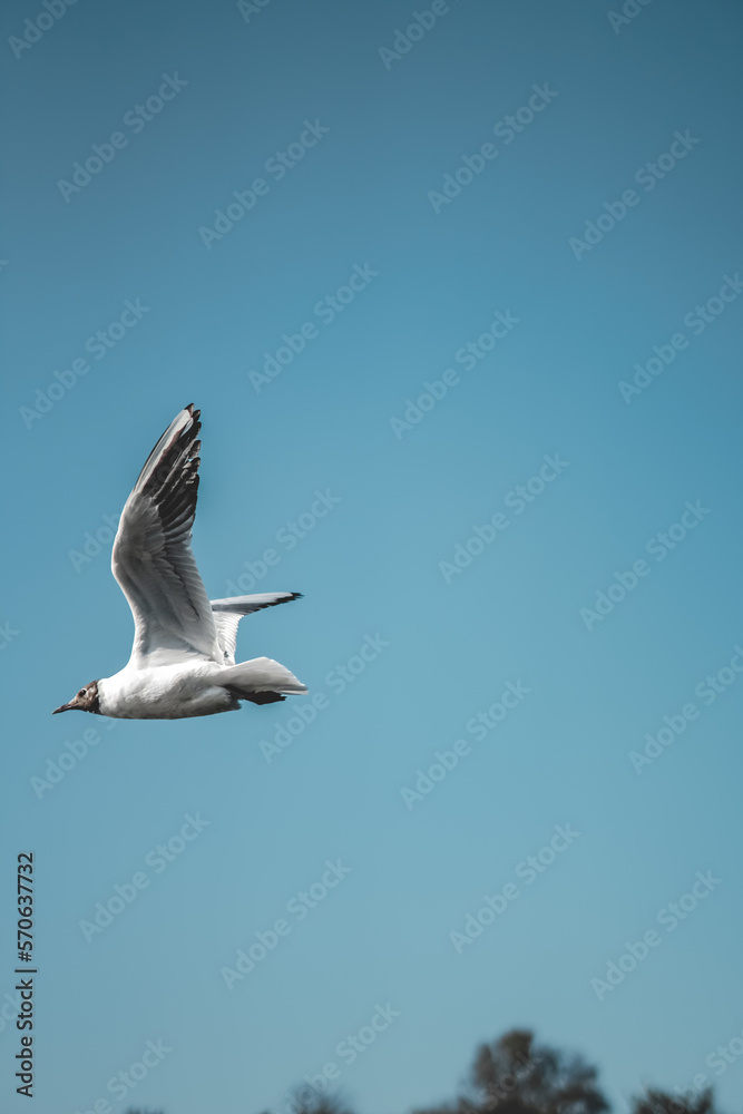 Black-Headed Gulls (Chroicocephalus ridibundus) in flight. Closeup of a Great black-headed gull in flight. Adult winter plumage, Adult summer plumage