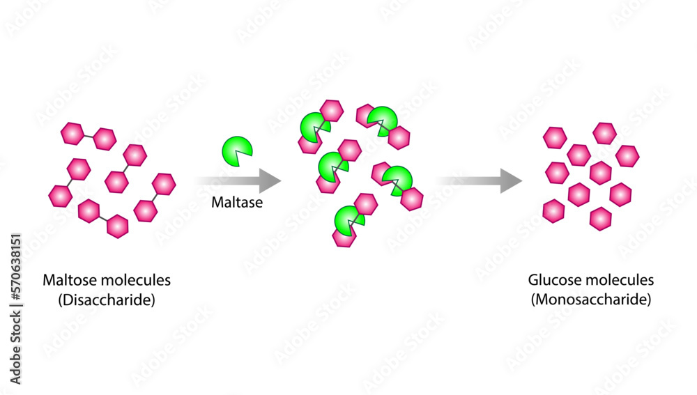 Carbohydrates Digestion. Maltase Enzyme catalyze Disaccharide Maltose ...