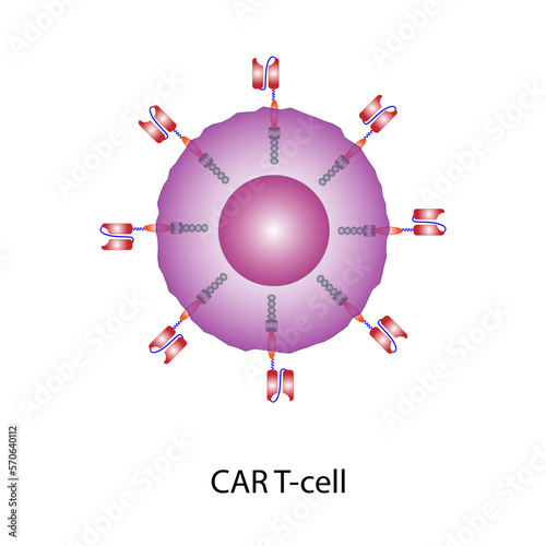 T-cell and Chimeric antigen receptor T cell ,CAR T cell, for use in immunotherapy. Simple icon. chemotherapy. vector illustration.