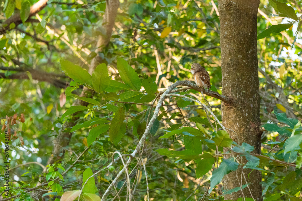 Collared Owlet in the rain forest Collared Owlet in the rain forest