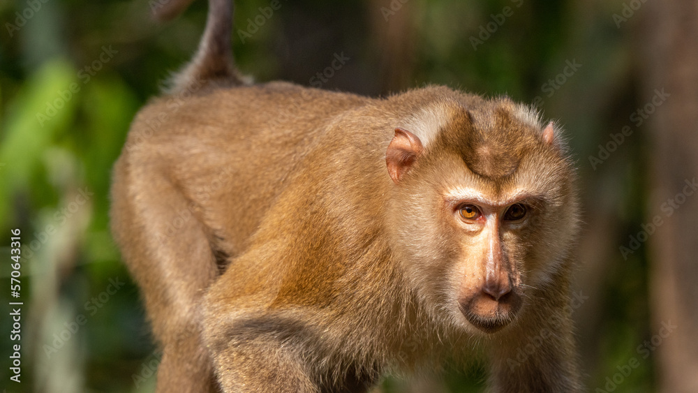 Monkey drinking water in puddles on the ground Monkey drinking water in puddles on the ground