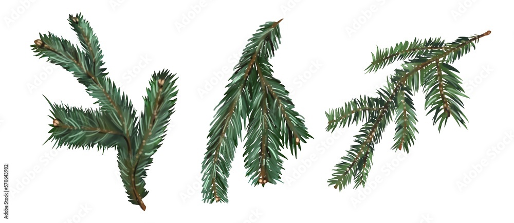 a set of spruce branches. three spruce branches. green branches with needles