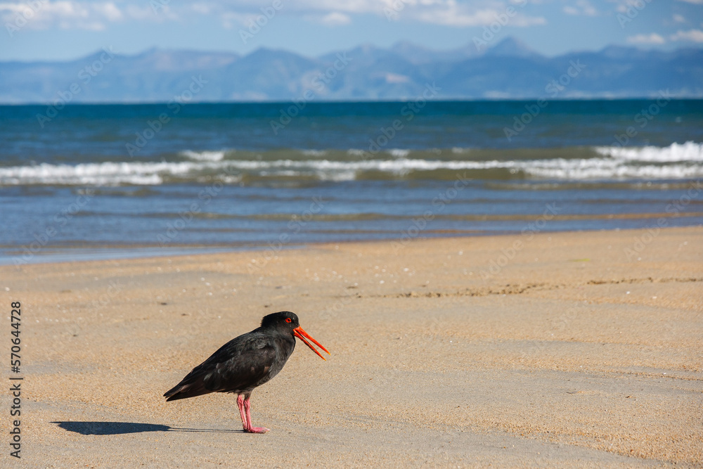 Oystercatcher at the beach in Abel Tasman National Park, New Zealand. Oystercatcher at the beach in Abel Tasman National Park, New Zealand.