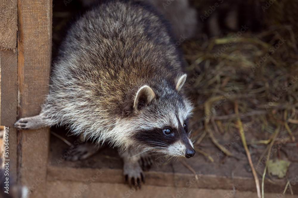Raccoon (Procyon lotor)