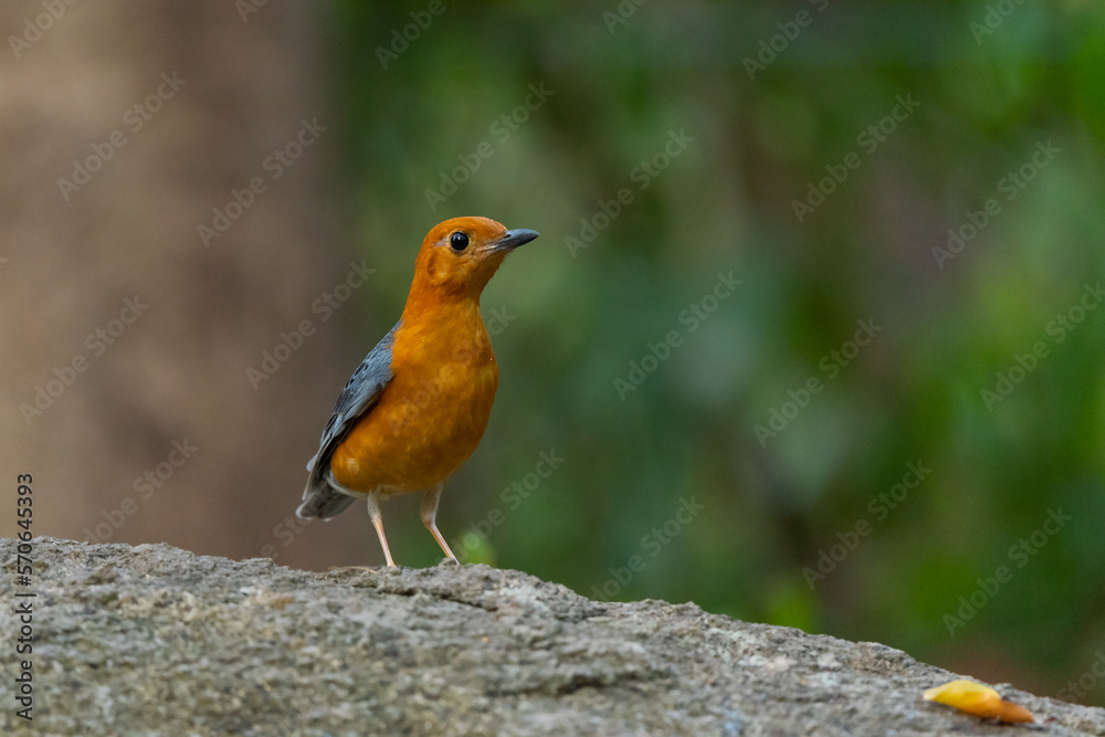 Orange headed Thrush stand in the rain forest Orange headed Thrush stand in the rain forest
