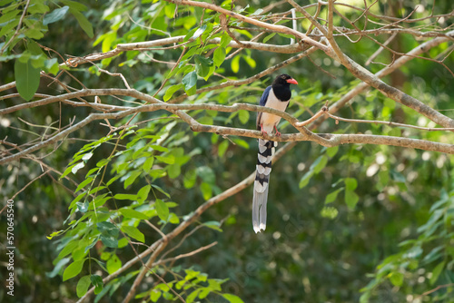 Red Billed Blue Magpie  stand in the rain forest