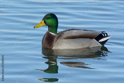 Photography Male Mallard (Anas platyrhynchos) swimming