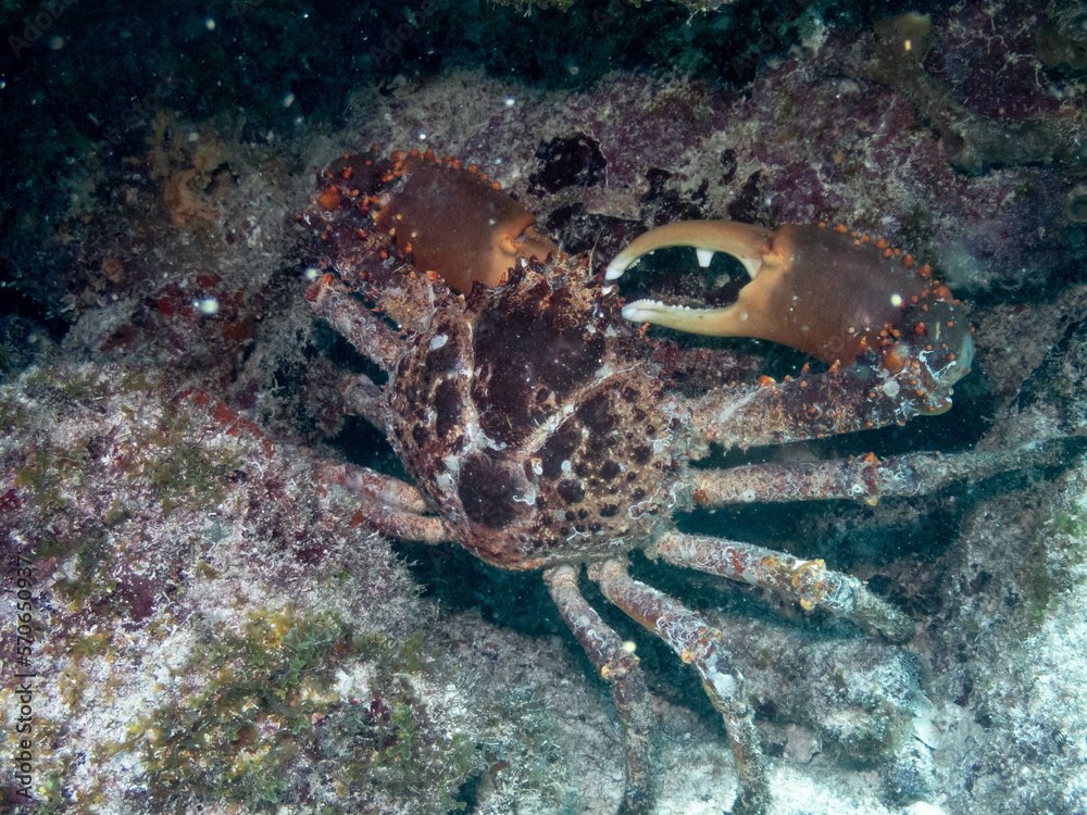 Fototapeta premium Channel Clinging Crab