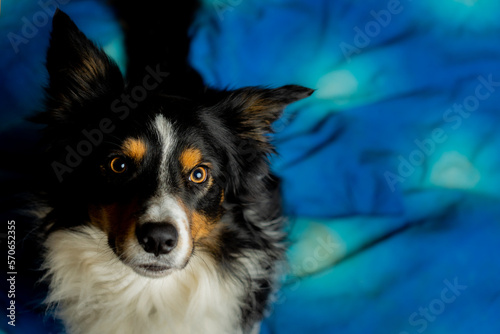 portrait from above of border collie dog looking at camera on blue background