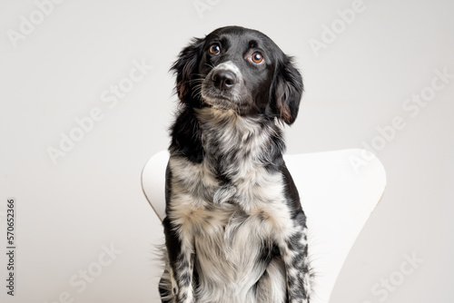border collie puppy sitting on a chair