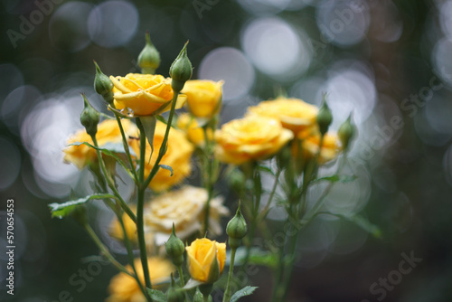 Yellow rose bush in the summer garden