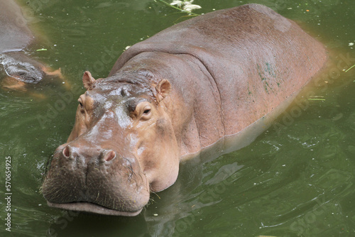 The hippopotamus smile in river at thailand
