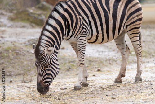 The plains zebra  Equus quagga  formerly Equus burchelli   also known as the common zebra or Burchell s zebra  is the most common and geographically widespread species of zebra.