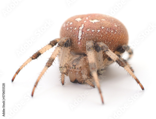 Brown house spider.