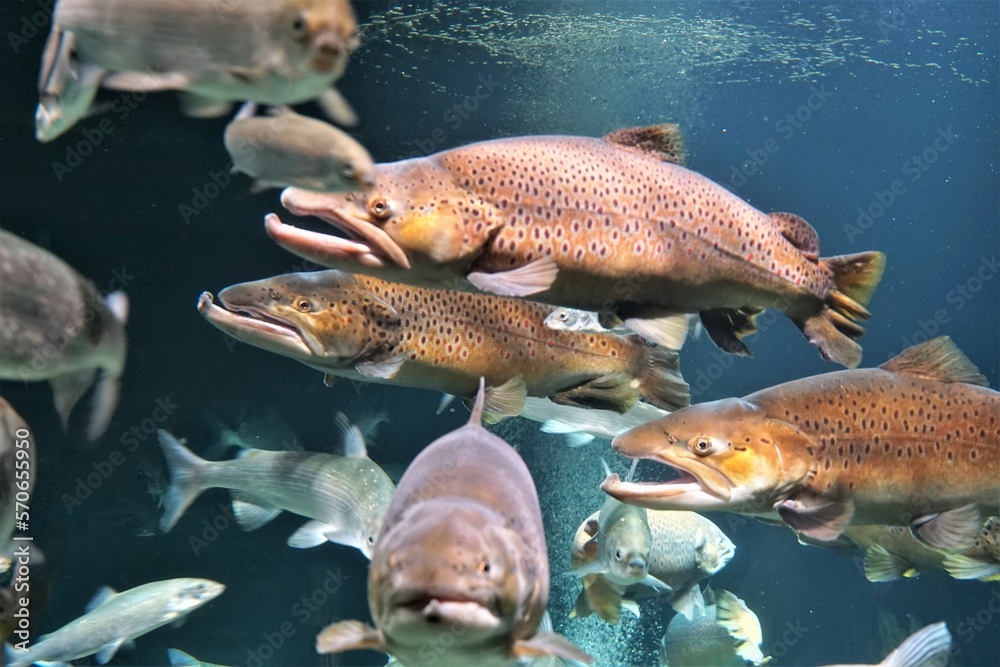 Naklejka premium Seebrassen im Aquarium, Fische, Fischwarm der Ostsee