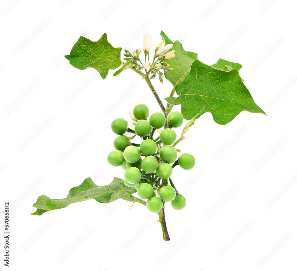 Solanum torvum or turkey berry on transparent png Solanum torvum or turkey berry on transparent png