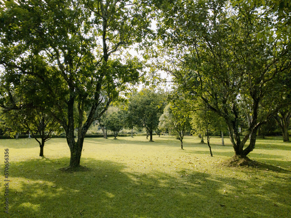 Obraz premium trees in the park