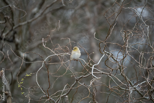 Yellow Finch