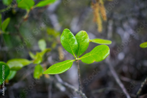 Close up of the leaves of a young Myrtle oak (Quercus myrtifolia)
