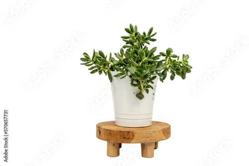 Crassula beautiful succulent plant in white ceramic pot on a wooden plant stand isolated white background