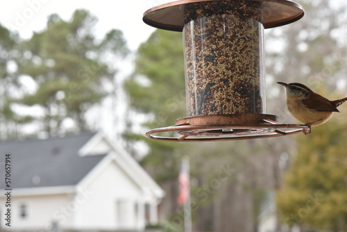 bird on a feeder.
bird house on a branch.