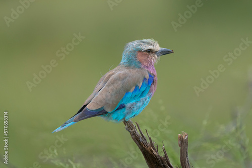 Lilac-breasted roller - Coracias caudatus perched with green background. Photo from Kruger National Park in South Africa