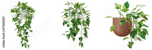 indoor decoration potted plants isolated on transparent or white background, photoreal 3d render
