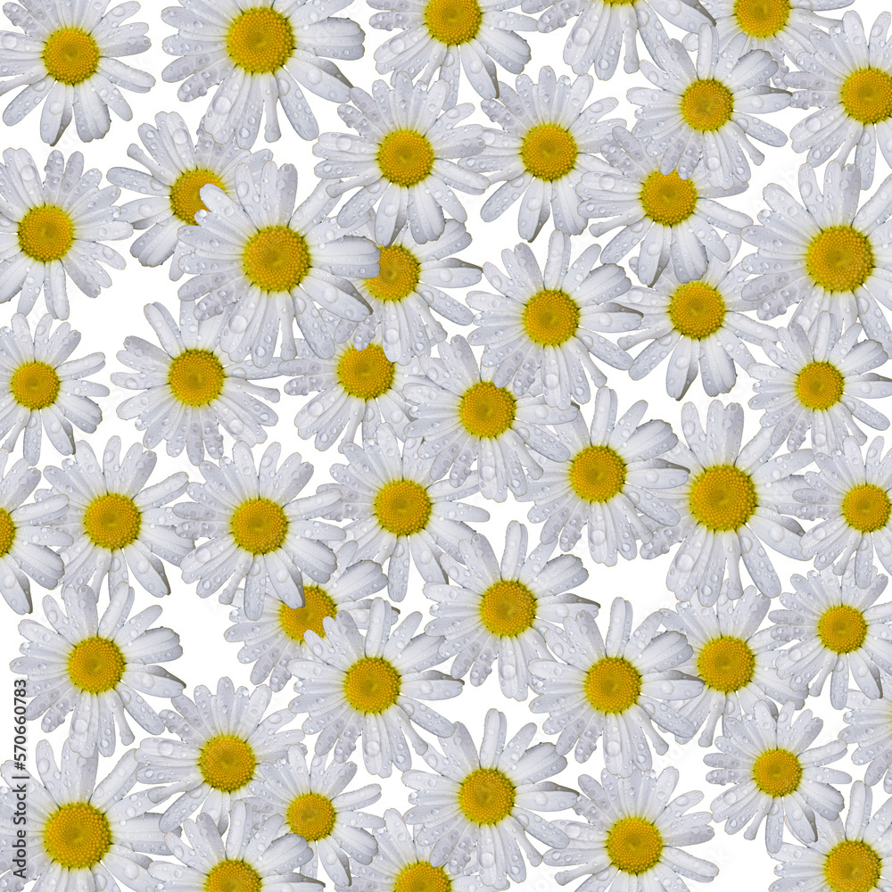 Pattern with camomiles. Daisy background design. Pattern with camomiles. Daisy background design.