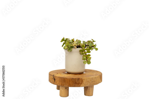 Portulacaria variegated jade plant in ceramic pot on a wood plant stand isolated white background photo