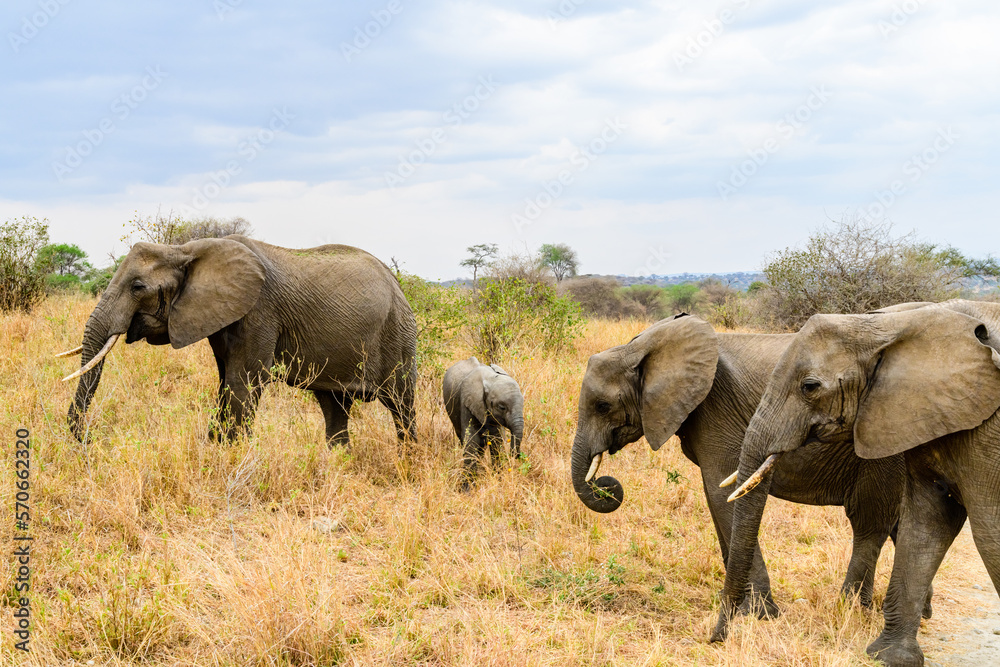 Obraz premium Mother and child of African elephant (Loxodonta) at the Tarangire national park, Tanzania. Wildlife photo