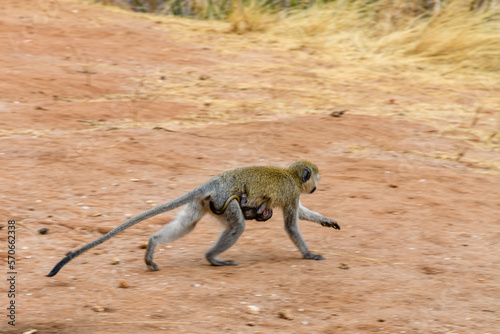 Vervet monkey female with her kid (Chlorocebus pygerythrus) at the Serengeti national park, Tanzania